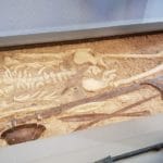 RG30 ET VOUS : Quoi de neuf au Moyen Âge ? Quoi de neuf au Moyen Âge ?