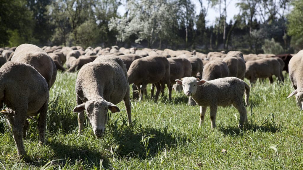 (c)G.Verdier - MOUTONS A LA LONE