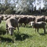 (c)G.Verdier - MOUTONS A LA LONE
